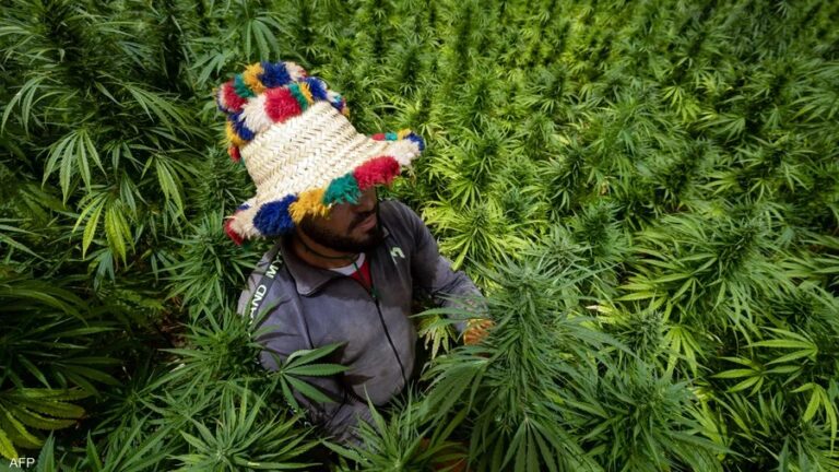 سحب 111 رخصة وتعزيز المراقبة لتقنين قطاع القنب الهندي بالمغرب القنب الهندي