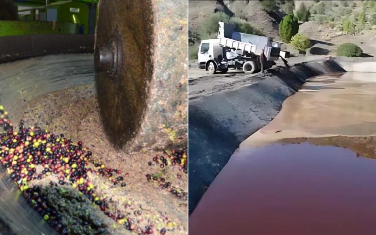 زيت الزيتون